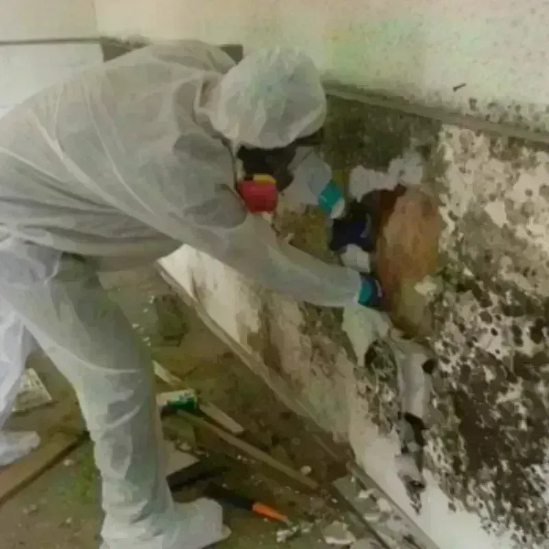 Mold Remediation and Removal in Mantachie, MS